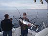 King Salmon Charter Fishing