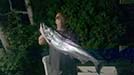 King Salmon Charter Fishing